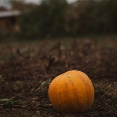 A solitary pumpkin in a moody autumn field captures organic beauty and rustic simplicity.