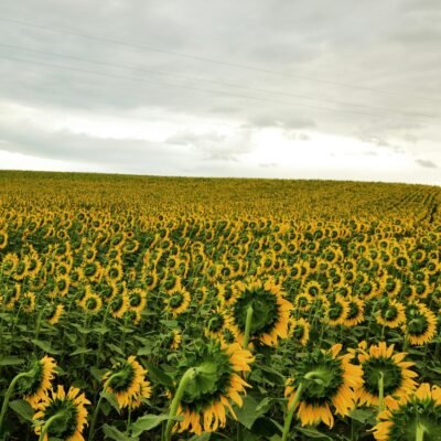 Discover a sprawling field of vibrant sunflowers in Çanakkale, Türkiye, during a cloudy summer day.