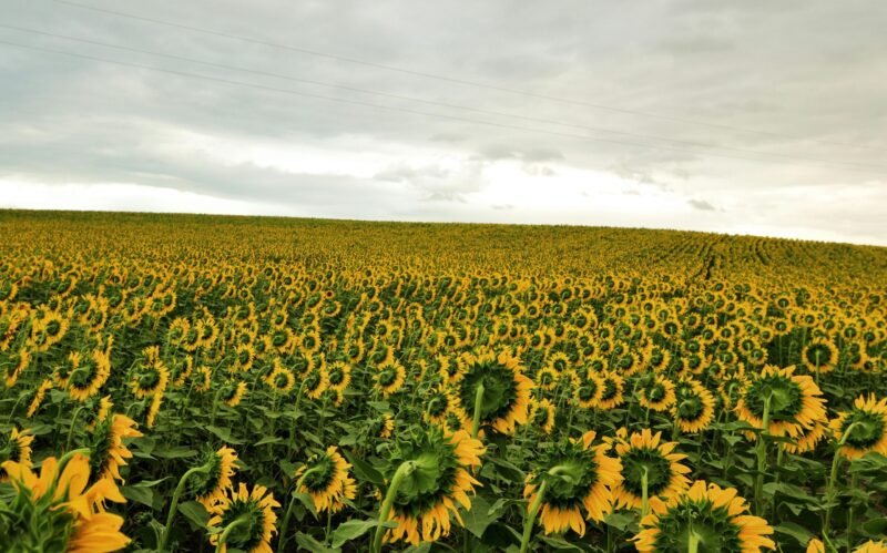Discover a sprawling field of vibrant sunflowers in Çanakkale, Türkiye, during a cloudy summer day.